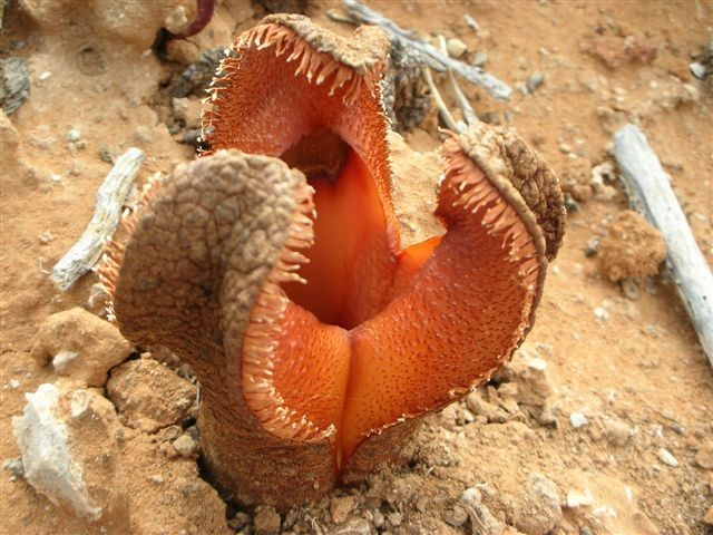 [imagetag] http://www.oxford.bcss.org.uk/picture%20gallery/plants/mary/Hydnora%20africana%20at%20Cornel%27s%20Kop.JPG