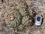 First pediocactus found (plus mobile phone for scale)